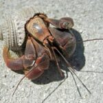 癌症轉移第幾期？