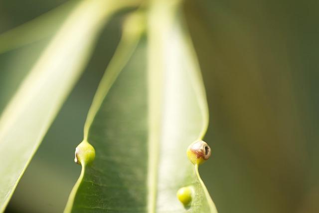 腫瘤2公分算大嗎？