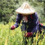 台灣一年多少人隆乳? 台灣一年多少人隆乳?