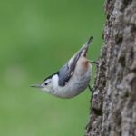 隆乳會有後遺症嗎? 隆乳會有後遺症嗎?