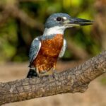 隆乳可以吃維他命c嗎? 隆乳可以吃維他命c嗎?