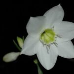 為何會念珠菌感染？