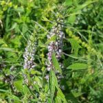 子宮肌瘤出血不止怎麼辦？