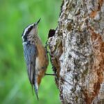 隆乳為什麼要吃欣流？